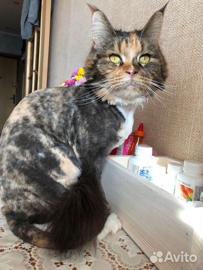 Стрижка собак Йорки.Выезд на дом и у