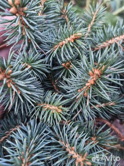 Ель колючая Brynek
