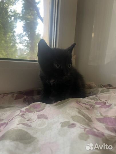 Котенок мальчик