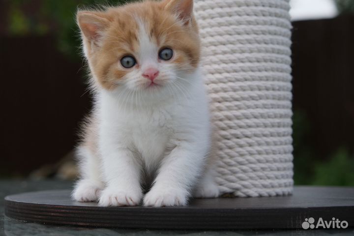 Циннамон биколор