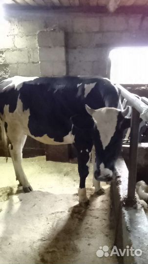 Тёлка 1.4 продаем или меняем на Быка