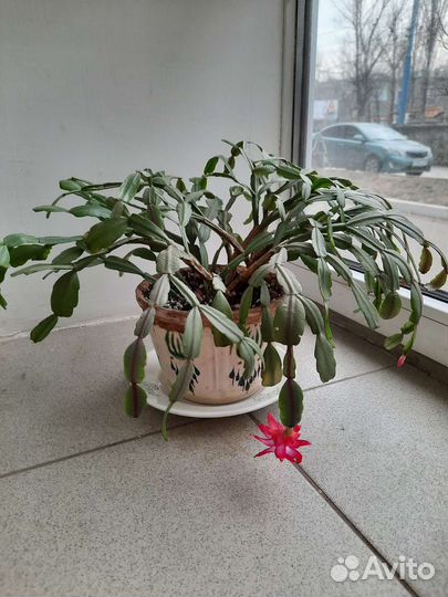 Комнатные цветы