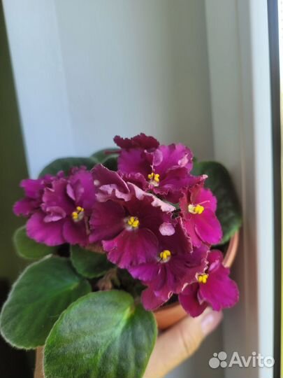 Фиалки, Глоксиния