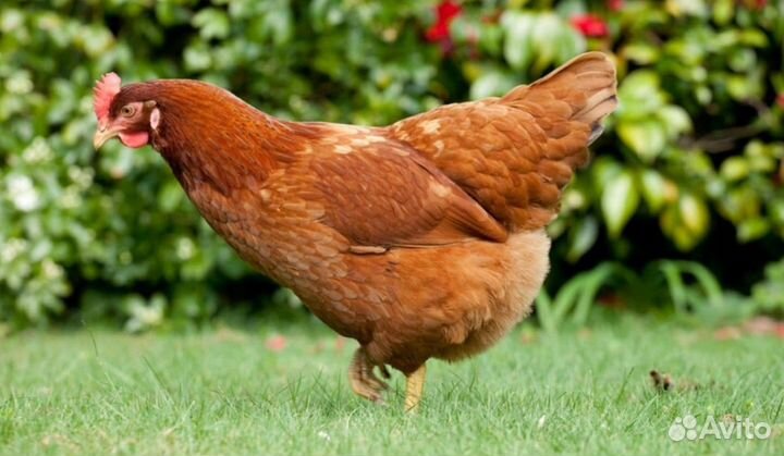 Куры несушки с доставкой