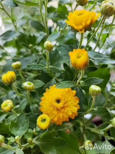 Хризантема мультифлора