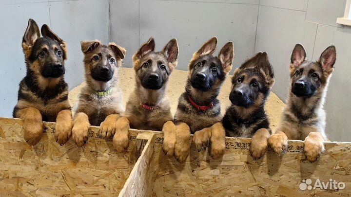Щенки немецкой овчарки из питомника
