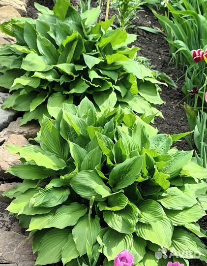 Многолетние цветы