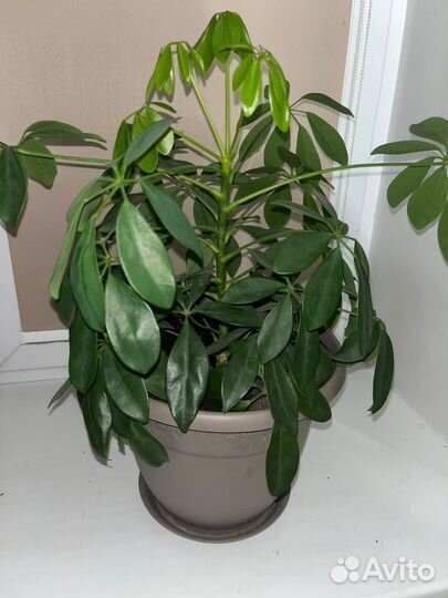 Комнатные цветы шефлера