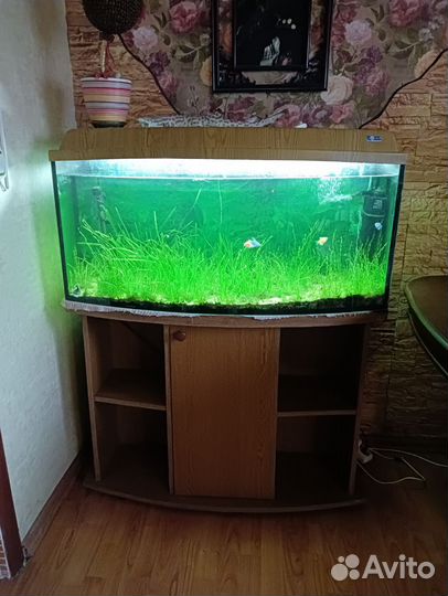Аквариум