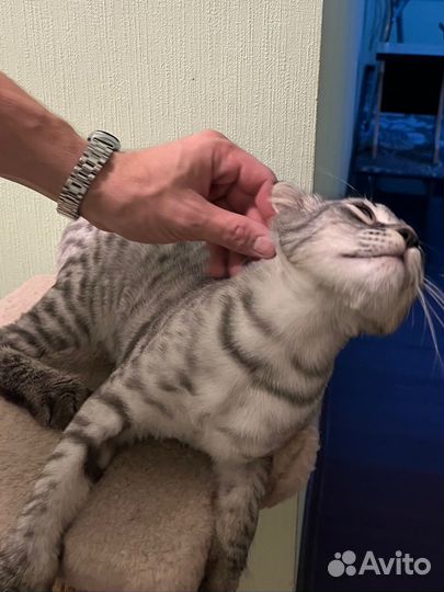 Отдам в добрые руки кота