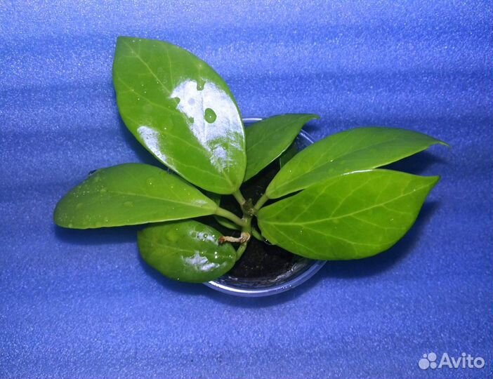 Хойя Кримсон Квин и Макрофилла сплеш