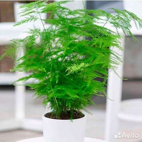 Аспарагус Перистый,Майери,Шренгера семена