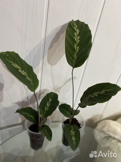 Калатея Мауи