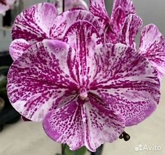 Орхидея фаленопсис биг лип