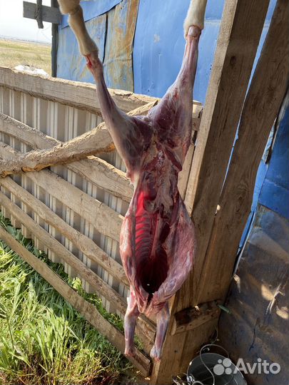 Мясо баранина свежая