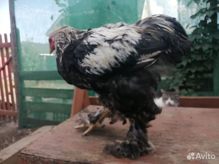 Петух брама