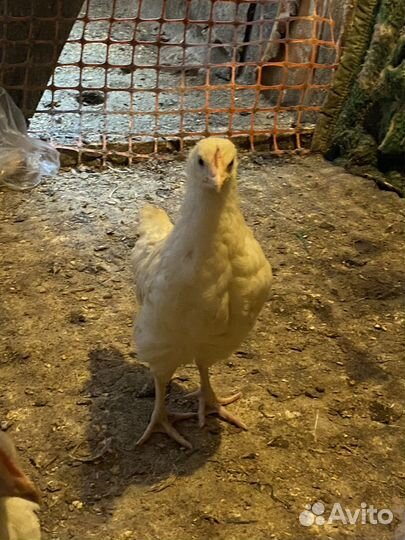 Куры несушки домашние