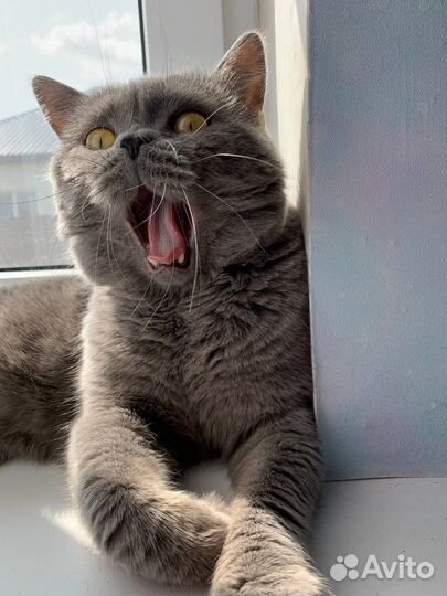 Британский кот на вязку