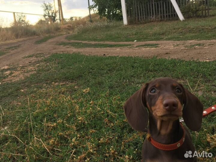 Выгул собак