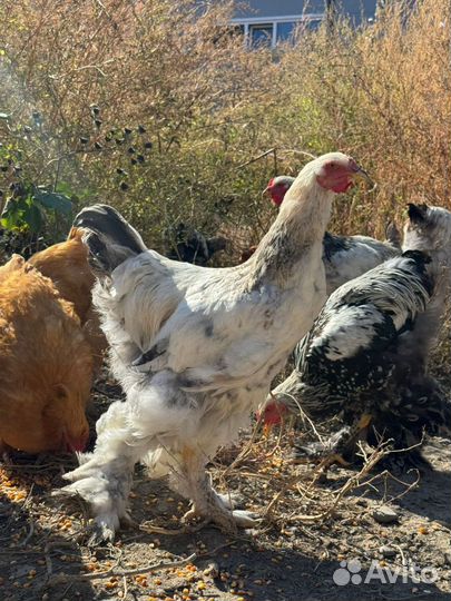 Петухи