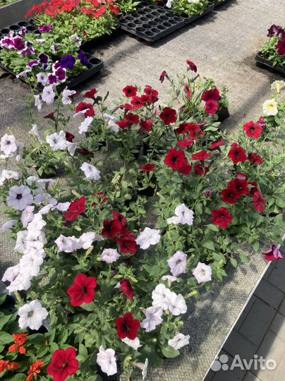 Рассада однолетних цветов