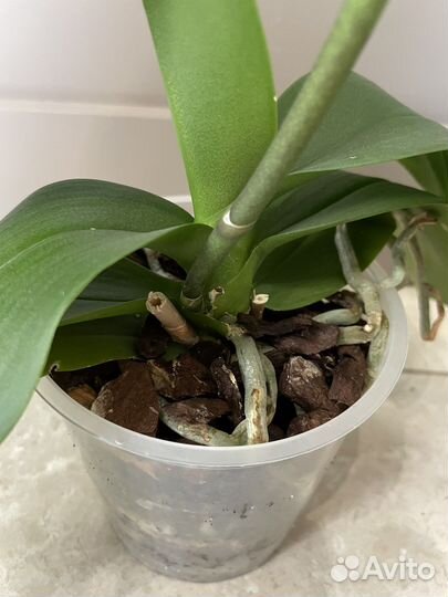 Орхидея фаленопсис белая