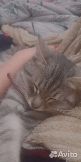 Кошечка в дар