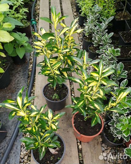 Бересклеты японские 4сорта зкс сдек