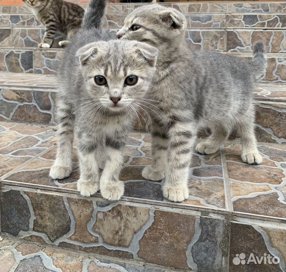 Котята в добрые руки даром бесплатно