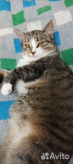 Кошка молоденькая 9 месяцев