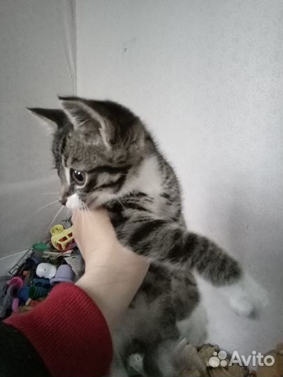 Отдам в добрые руки котёнка