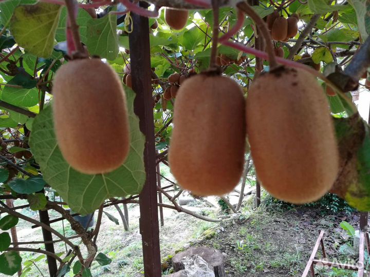 Саженцы киви