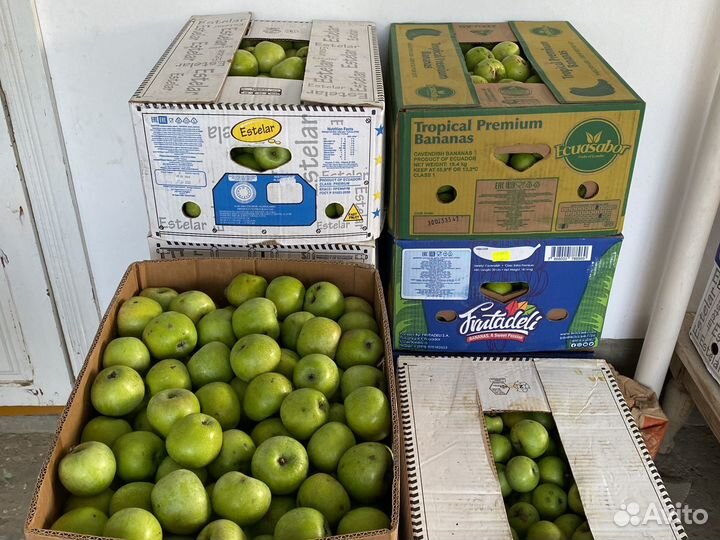 Яблоки симиренко