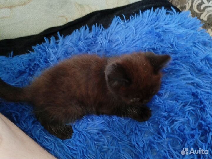 Котенок бесплатно