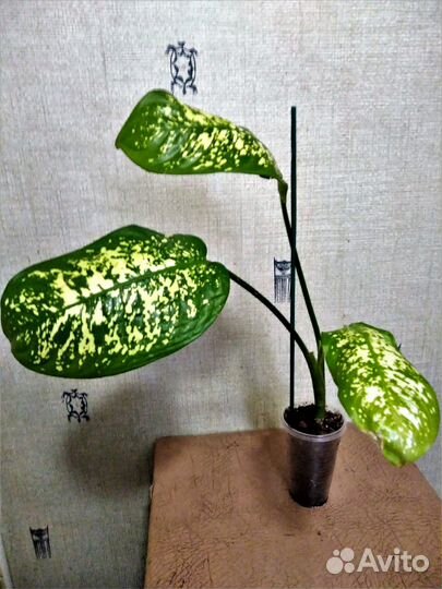 Цветы домашние