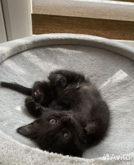 Чудесный котенок