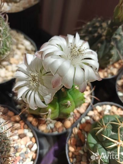 Гимнокалициум маммилярия фрайлея медиолобивия