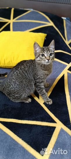 Котик найден