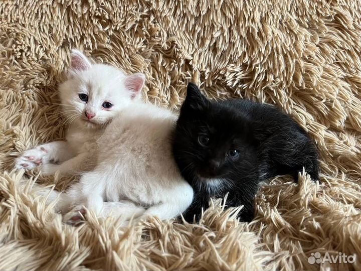 Котята сиамской кошки