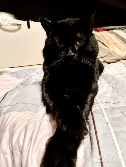 Черный кот