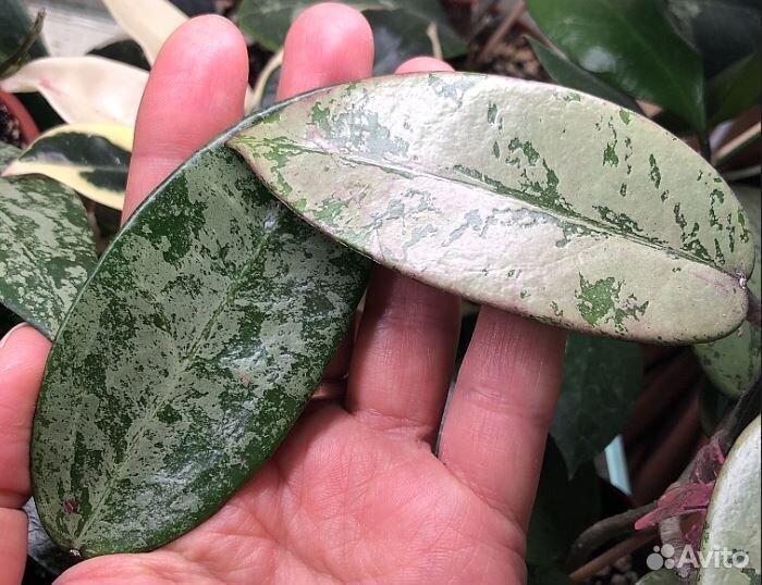 Hoya Rime splash - Хойя Райм Риме - Укореняшки