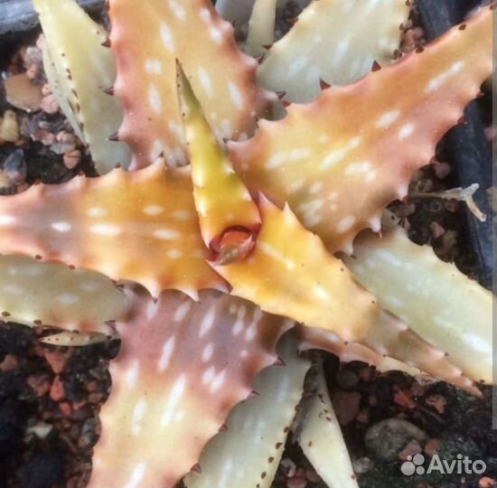 Aloe jucunda variegata.aloe barbadensis variegata
