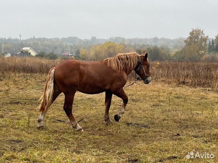 Лошадь (жеребец)