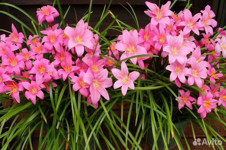 Зефирантес