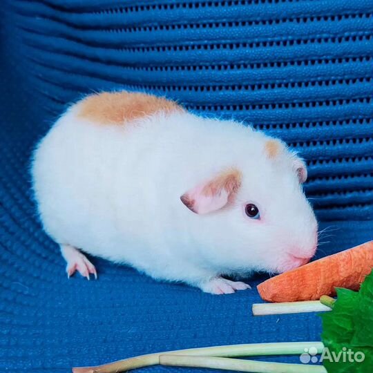 Морские свинки Американский тедди малыш