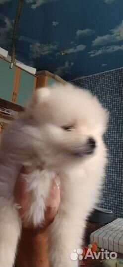 Продам шпица девочка