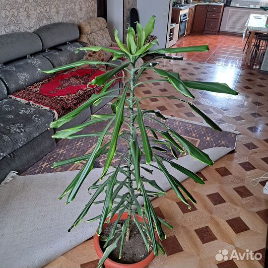 Пальма драцена