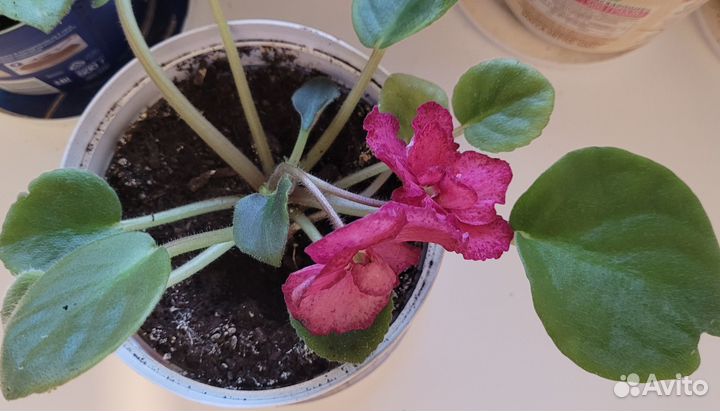 Сортовые фиалки