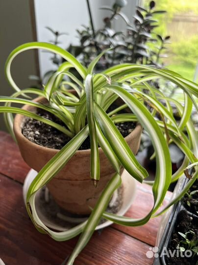 Хлорофитум хохлатый