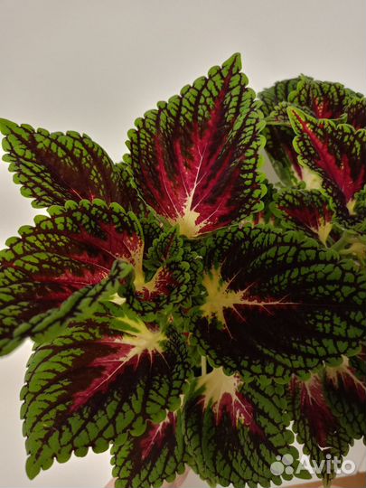 Цветы колеусы